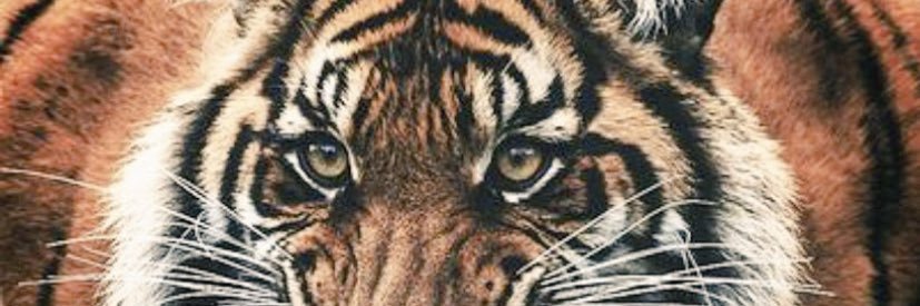 KingDukeXIV's profile banner image
