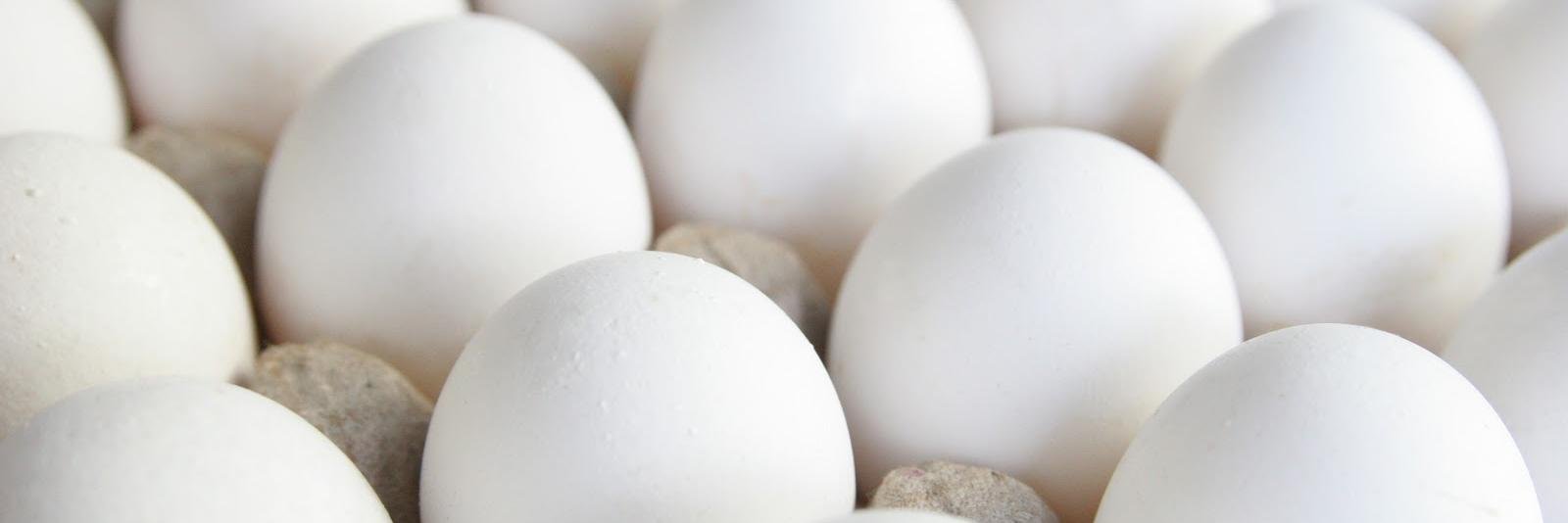 eggapologist's profile banner image
