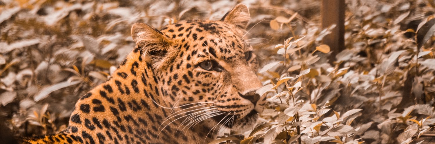 MijanAkmal's profile banner image