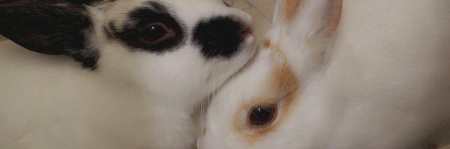 mxmxcire's profile banner image