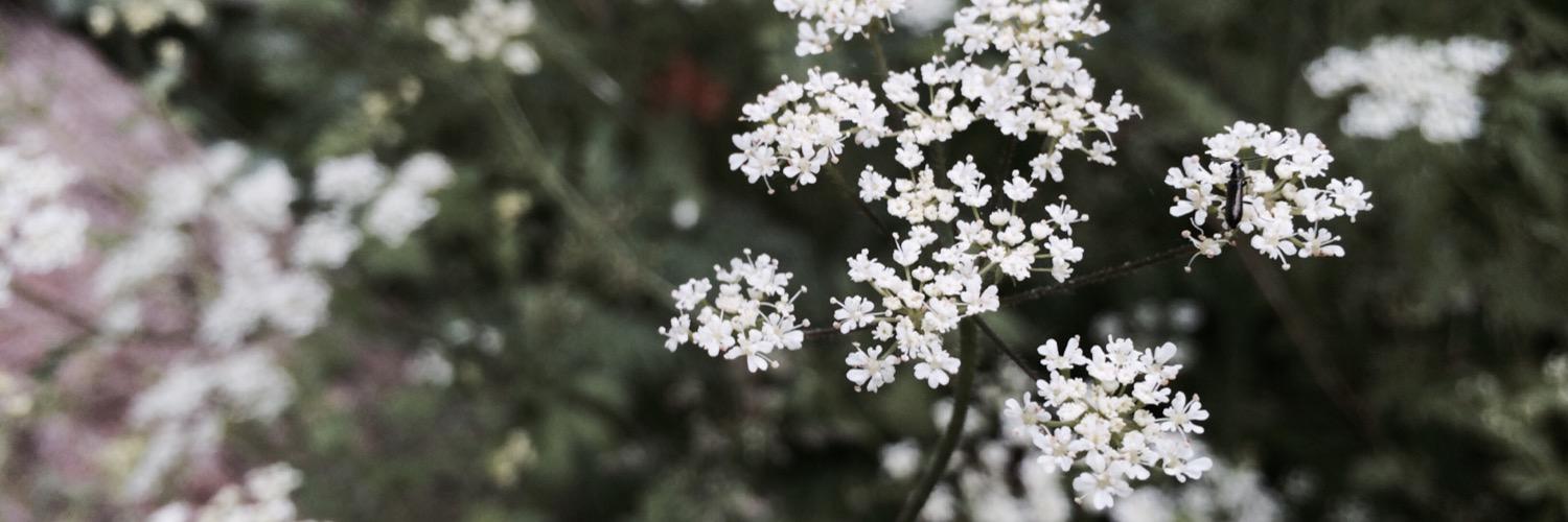Victoriahansen_'s profile banner image