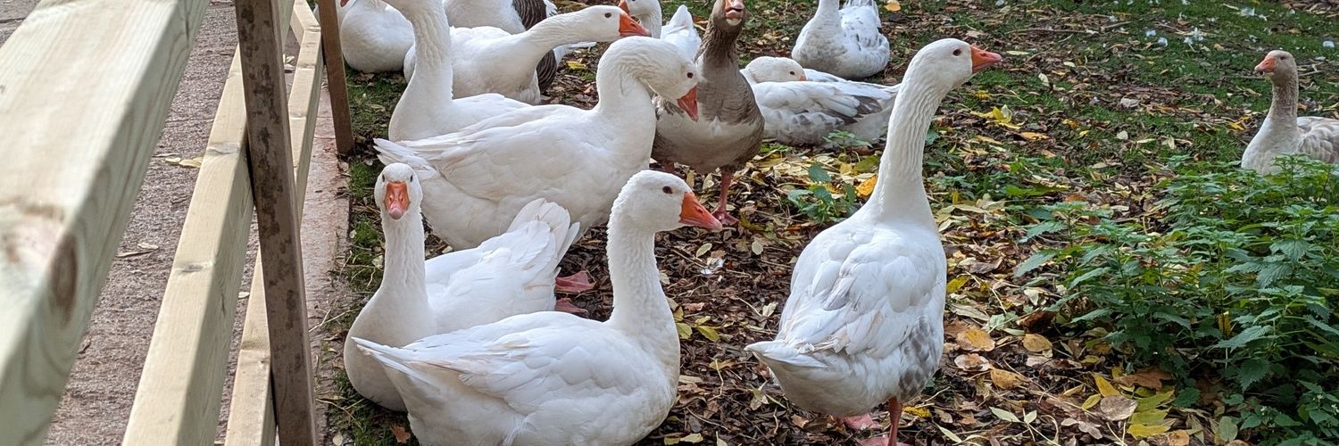 Kevin Browning 🐝 banner