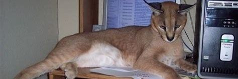 интеллектуальная педовка banner
