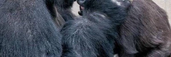 EBoncinelli Profile Banner