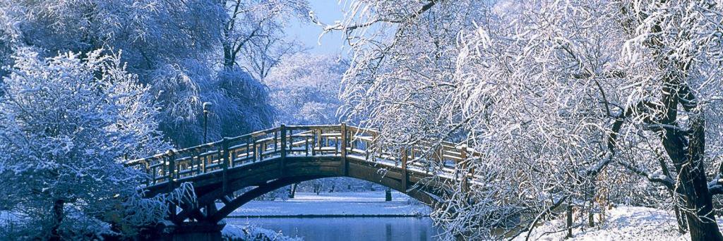 Patricia Torres banner