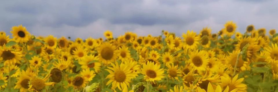 Dzintars Skarbovskis🇱🇻🏳️‍🌈🇺🇦 banner