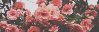 mel_silva8's profile banner image