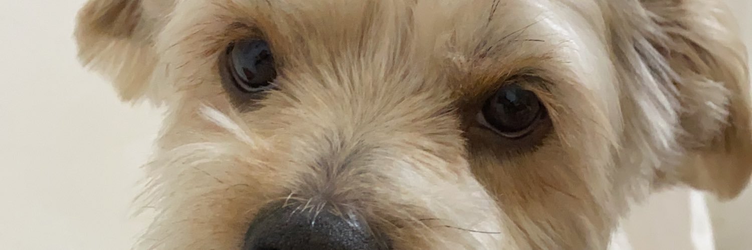 aline_steff's profile banner image