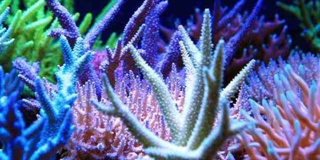 coral_science's profile banner image