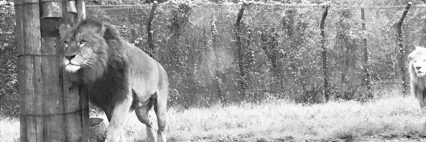 koki3261's profile banner image