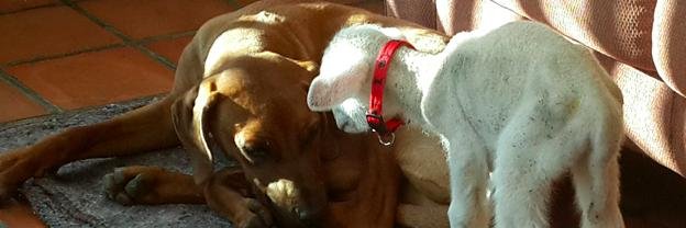 RidgebackRehab's profile banner image