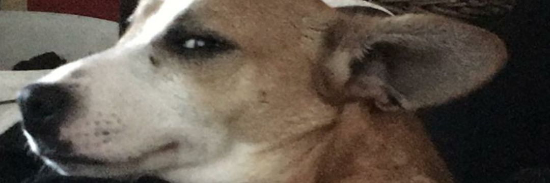 darreniD's profile banner image