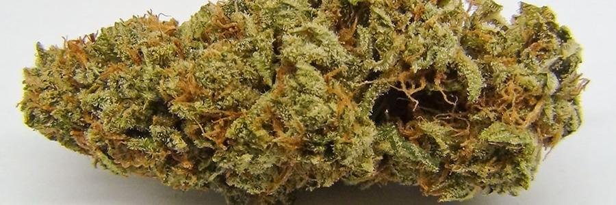 holisticflowers's profile banner image