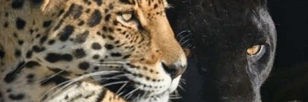 b00bsandjuuls's profile banner image