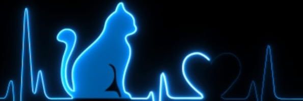 Ca_lo_li_ta banner