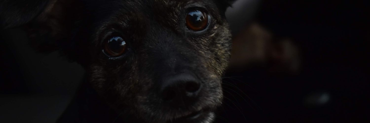 santigfranco's profile banner image