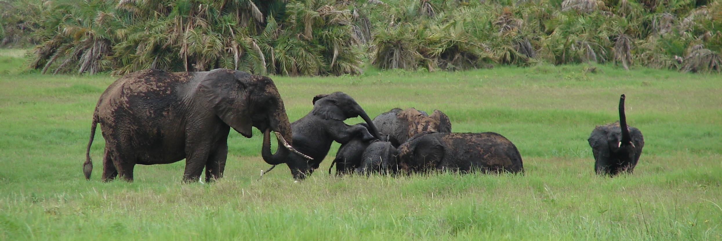 Malcolm S. Ramsay banner