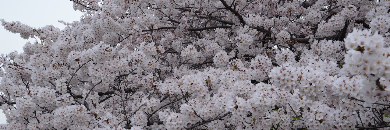 lararufflecoles banner