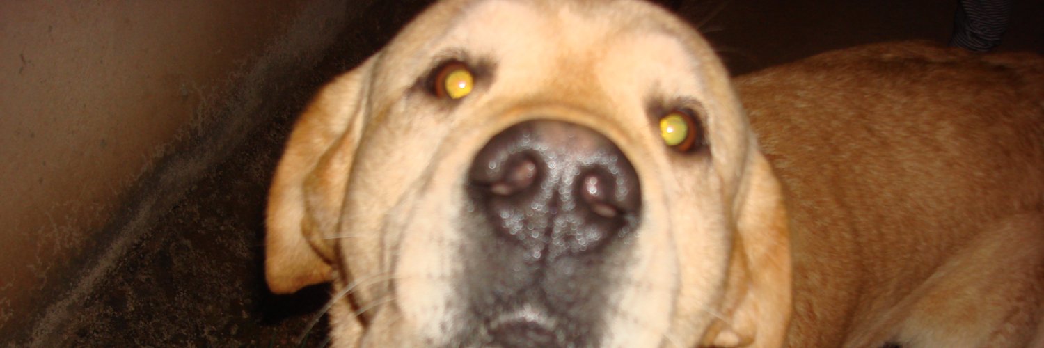 williepassos's profile banner image
