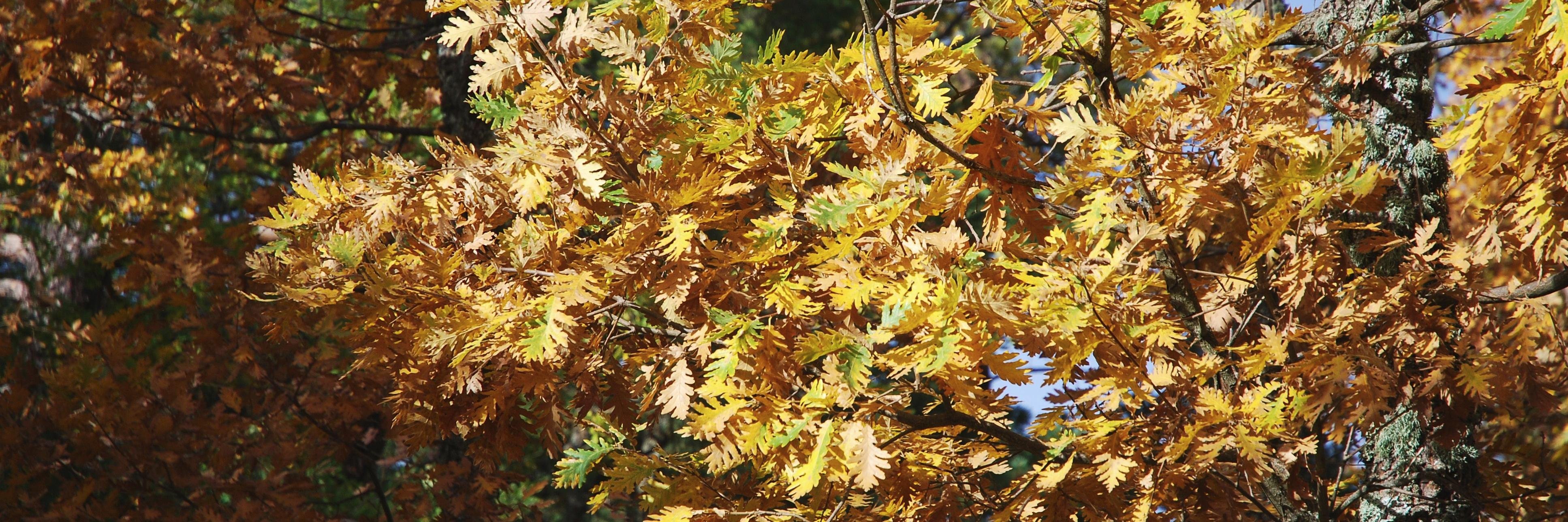 Ajuntament de Prades banner