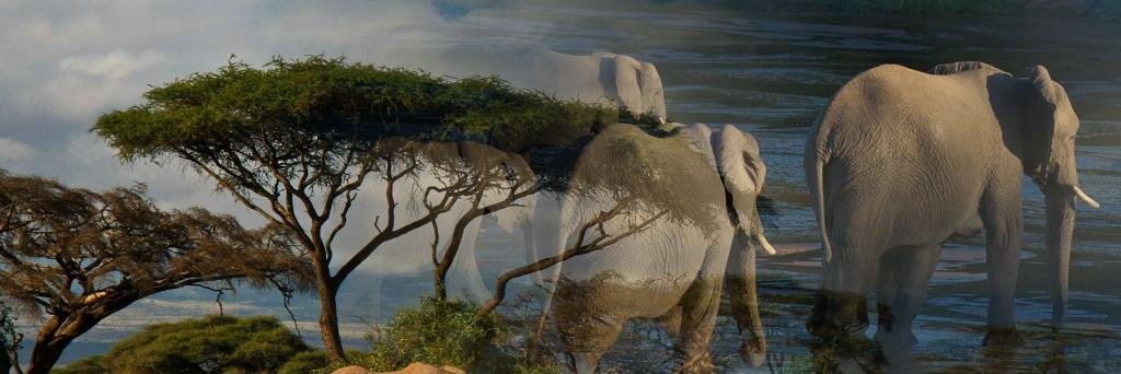 Rusecorbelia's profile banner image