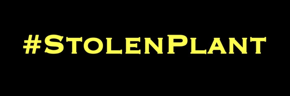StolenPlant's profile banner image