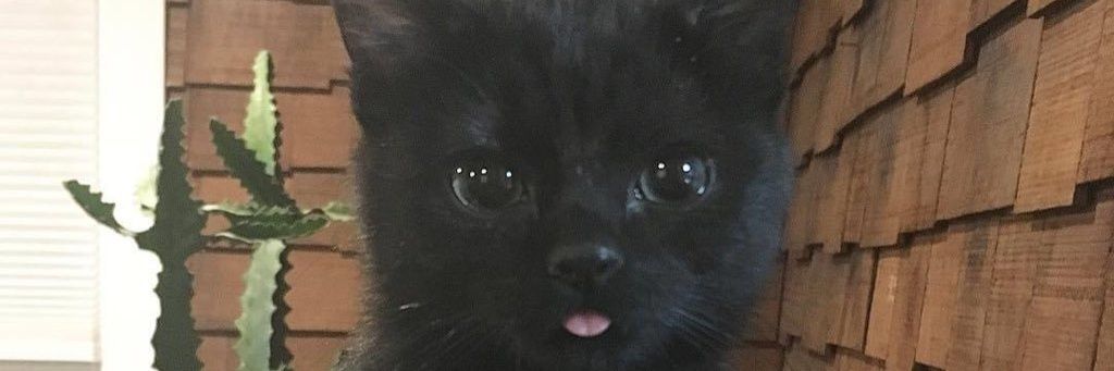 okaycoolnext's profile banner image