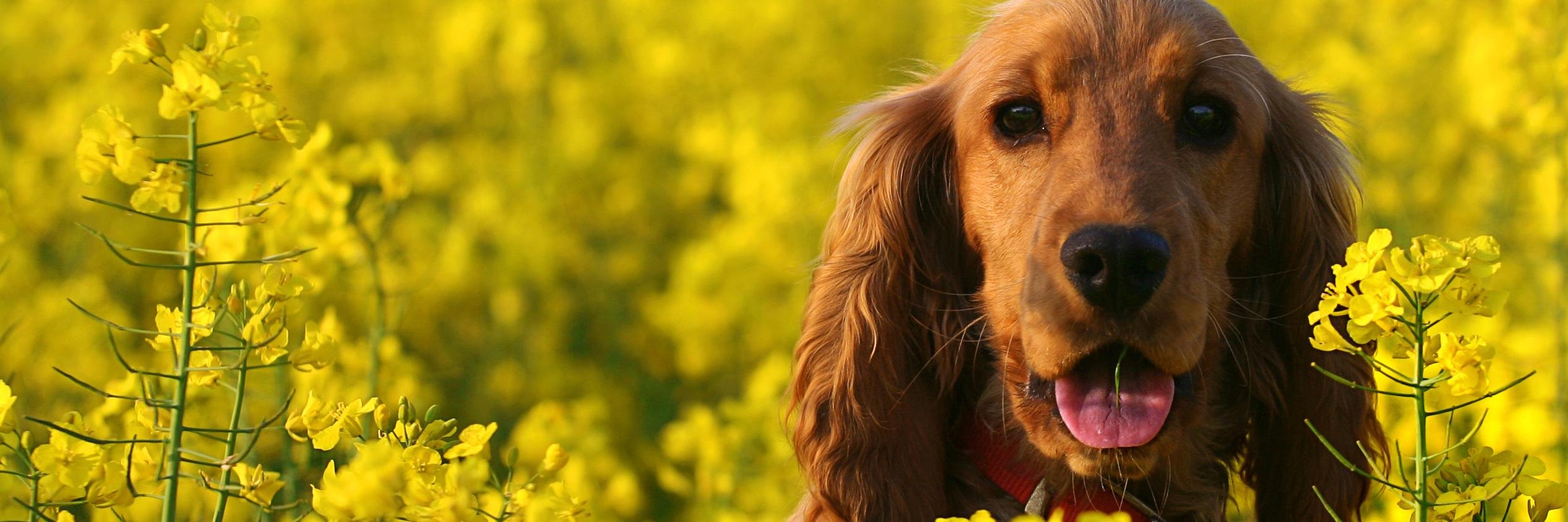 tatdogs's profile banner image