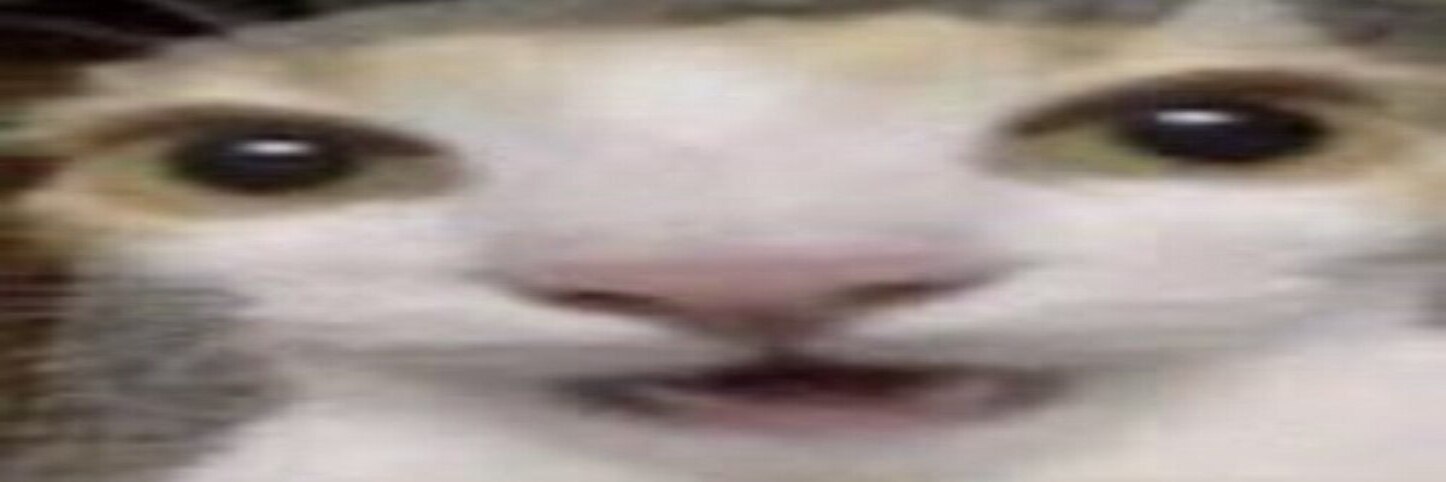 meows's banner