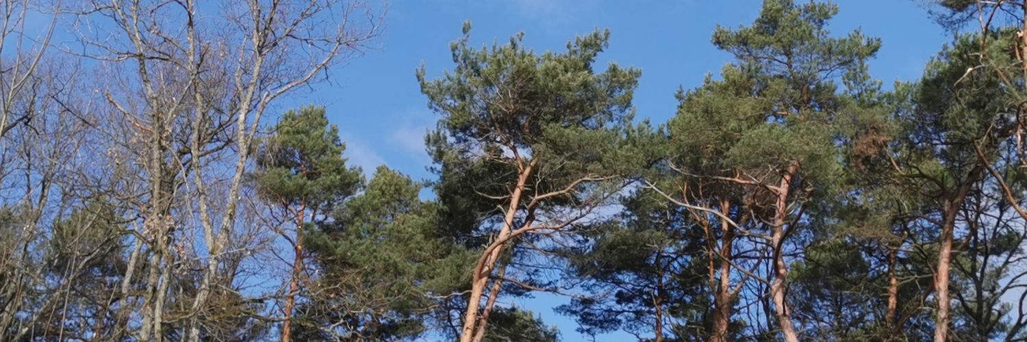 19dick55's profile banner image