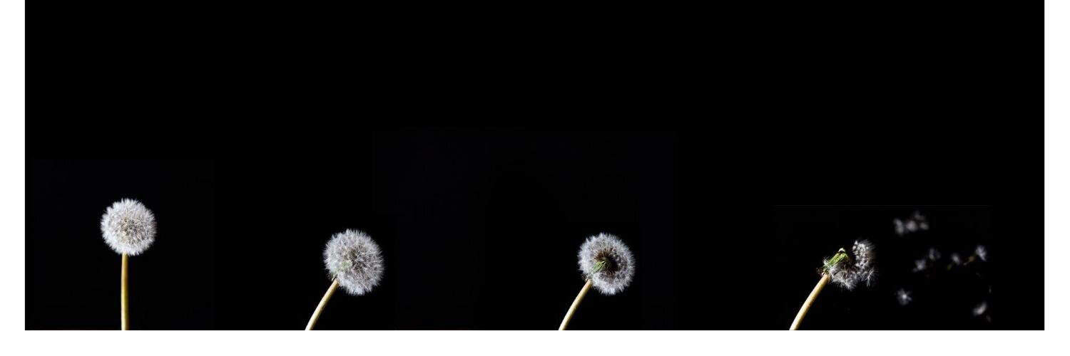 Vanessa Castaneda banner