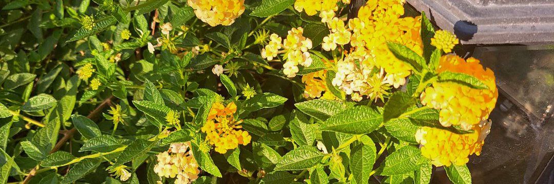 zonnenblume's profile banner image