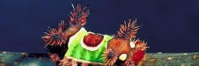 ema suryaningsih banner