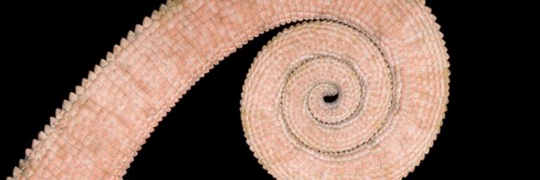 The Lizard Lab banner