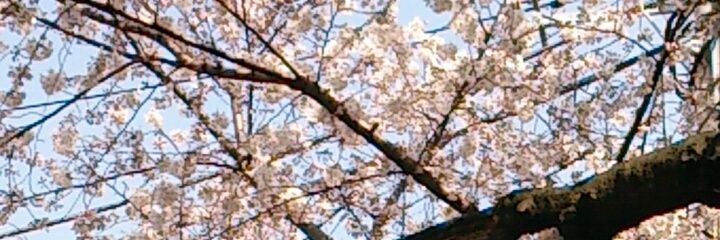 spicy_diver's profile banner image