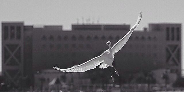 king_SaudiArab's profile banner image