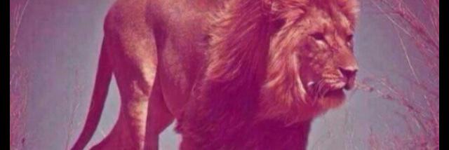 SekoSese's profile banner image