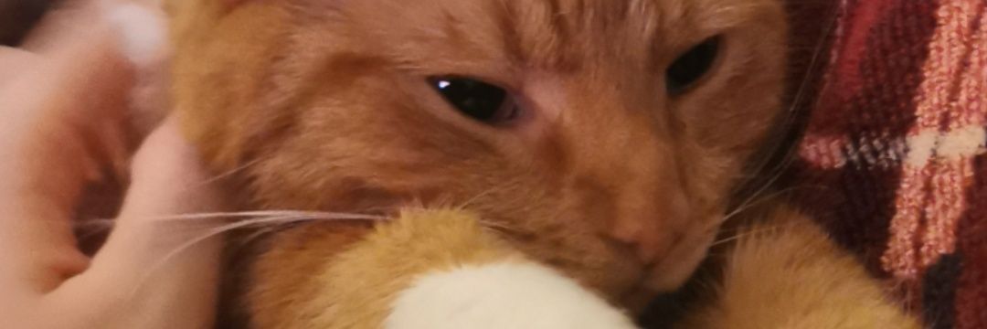 QTB00T's profile banner image