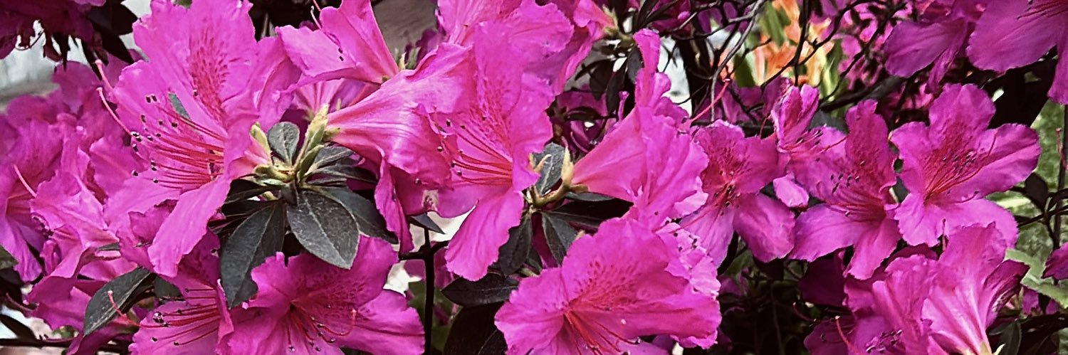 Luly_Costaa's profile banner image