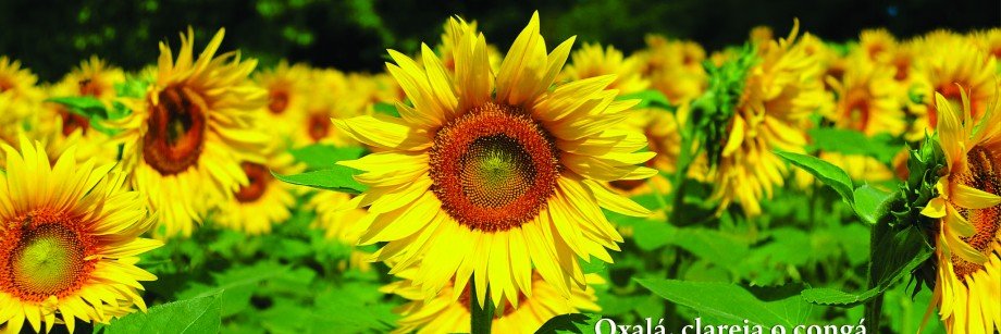 Jeanpierre_ofc's profile banner image