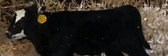 rcrichey13's profile banner image