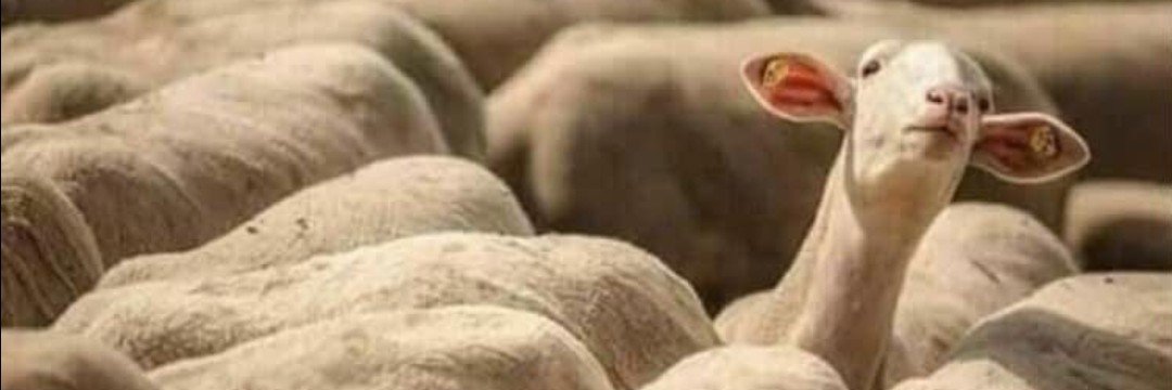 mankoep11's profile banner image