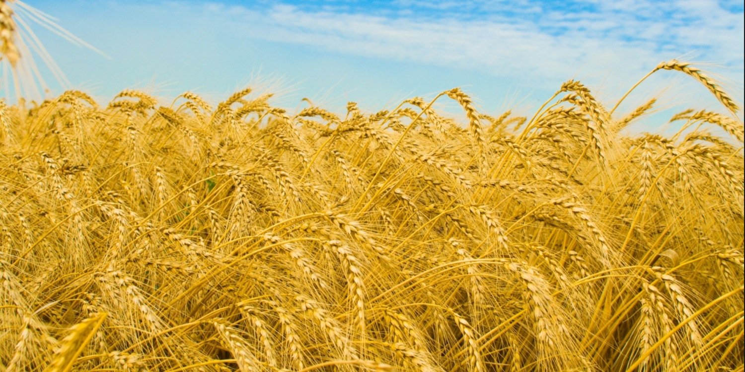 mtsu_ffa's profile banner image