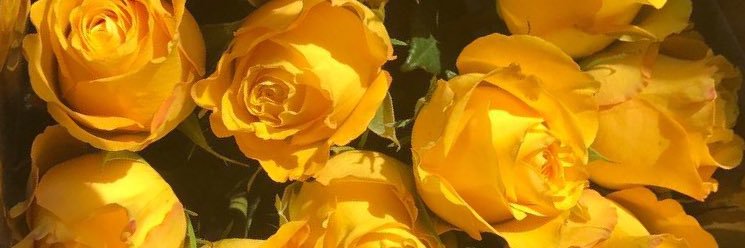 Emilym521's profile banner image