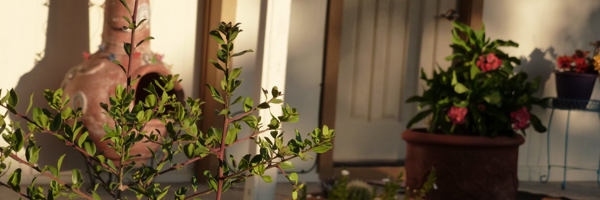 rosetexas1968's profile banner image