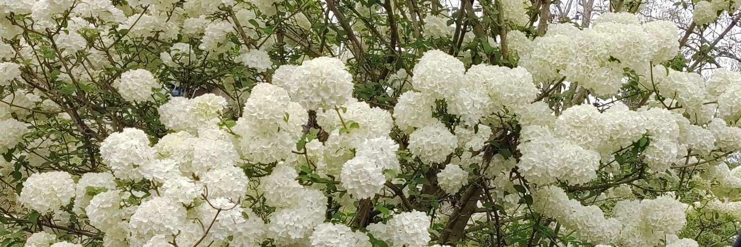 Cassie Wright banner