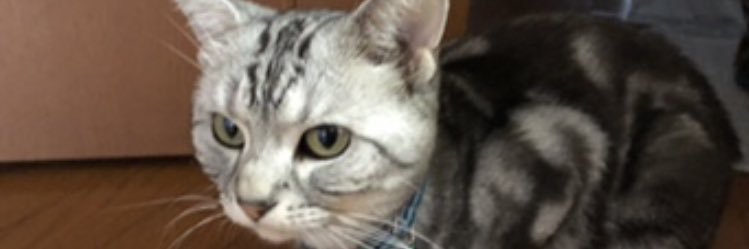 kondo40703's profile banner image