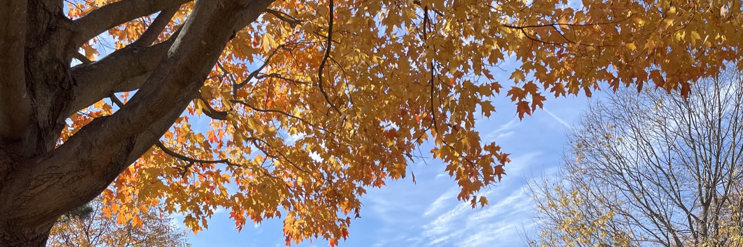 Autumn Elizabeth Parrish banner