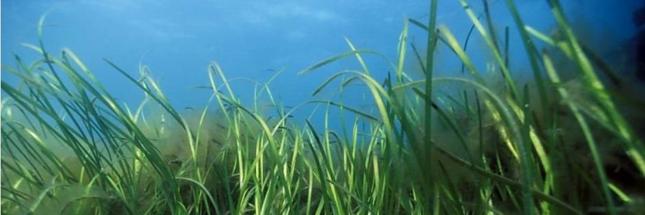 Chris Patrick banner