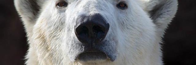 pierread's profile banner image